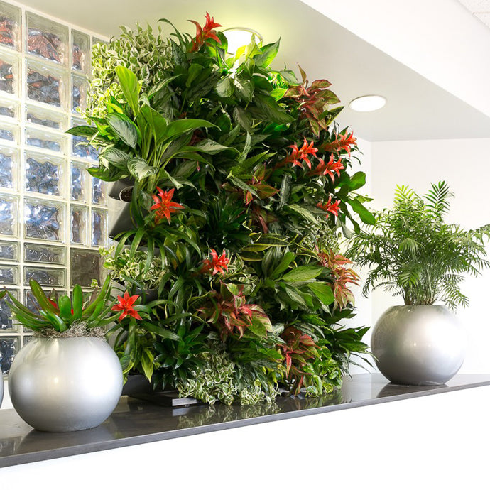Create an attractive display that combines green plant walls with sphere planters.