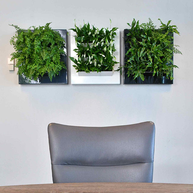 24" x 24" Moss Wall Live! is living wall art that works with the Plantups Moss Wall Art system. It is designed for indoor use on the wall. This living plant wall frame can be used on its own or integrated into the moss wall art system.
