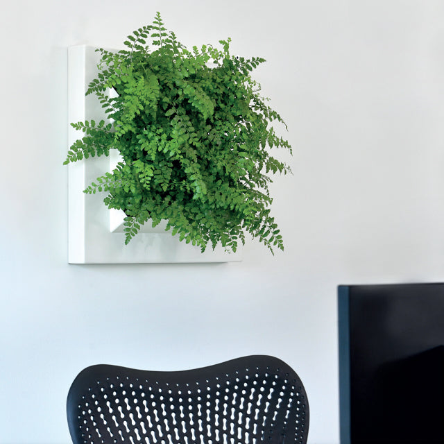 24" x 24" Moss Wall Live! is living wall art that works with the Plantups Moss Wall Art system. It is designed for indoor use on the wall. This living plant wall frame can be used on its own or integrated into the moss wall art system.