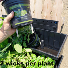 Our sipper wicks - two per plant are used so that our  living green walls operate without plumbing or drainage.