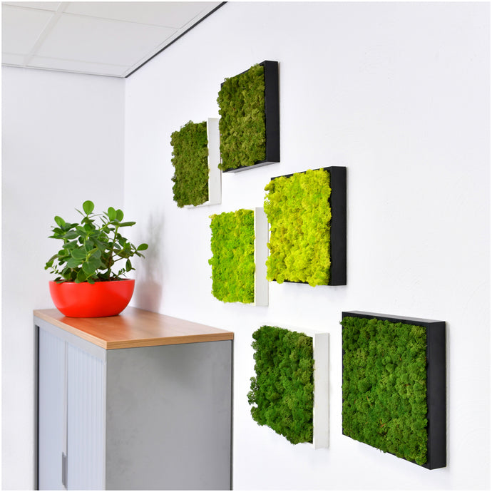 12x12 moss mini wall art (minimum order 2)