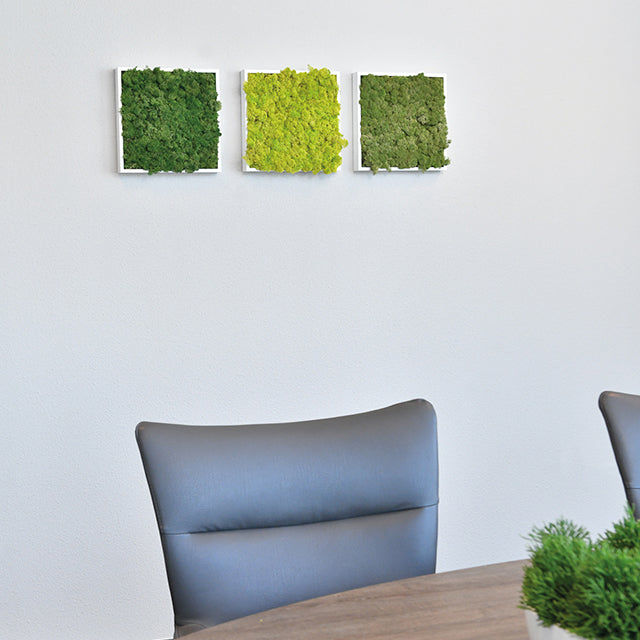 Use the 12 inch by 12 inch moss minis for a attractive addition to any wall.