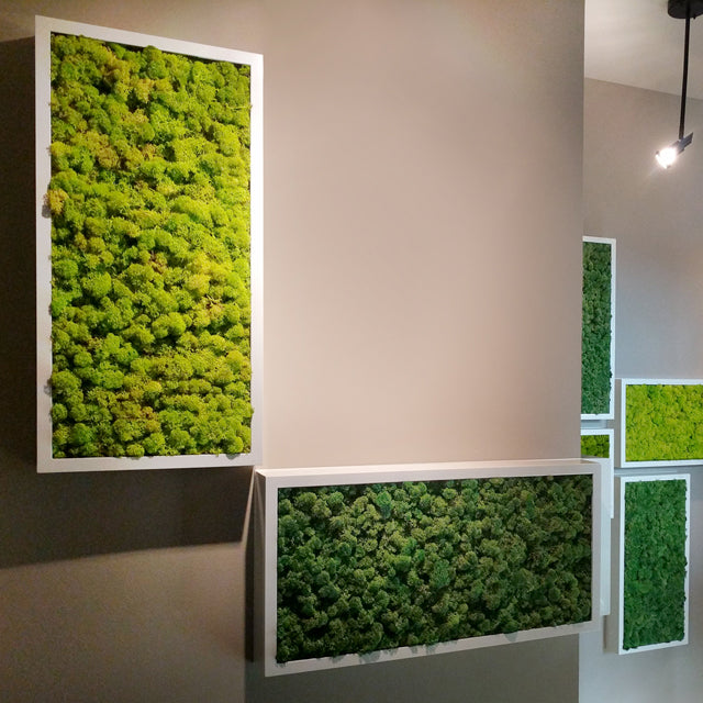 12x24 reindeer moss frames placed in hallway. Moss walls are low maintenance because the moss is preserved and does not require light or watering.